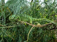 Chamaeleo chamaeleon 6, Gewone kameleon, Saxifraga-Bart Vastenhouw
