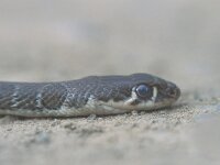 Coluber najadum 3, Saxifraga-Edo van Uchelen