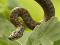 Coronella austriaca 18, Gladde slang, Saxifraga-Kees Marijnissen