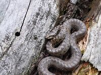 Coronella austriaca 19, Gladde slang, Saxifraga-Mark Zekhuis
