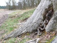 Coronella austriaca 20, Gladde slang, Saxifraga-Mark Zekhuis