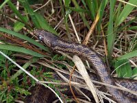 Coronella austriaca 26, Gladde slang, Saxifraga-Hans Dekker