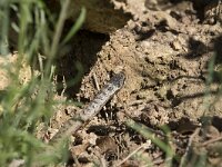 Coronelle austriaca 72, Gladde slang, Saxifraga-Willem van Kruijsbergen