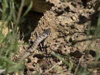 Coronelle austriaca 73, Gladde slang, Saxifraga-Willem van Kruijsbergen