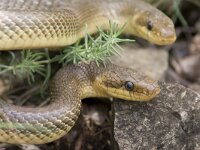 Esculaapslangen : Esculaapslang, Fauna, Reptiel, Slang
