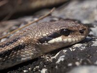 Elaphe quatuorlineata 2, Saxifraga-Edo van Uchelen