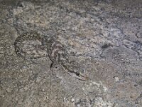 Euleptes europaea 3, Saxifraga-Rob Felix : Animalia, Chordata, Reptilia, Squamata, animal, dier, dieren, gewervelde dieren, hagedis, hagedissen, lizard, reptiel, reptielen, reptile, vertebraat, vertebrate