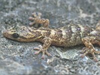 Hemidactylus turcicus, Turkish Gecko