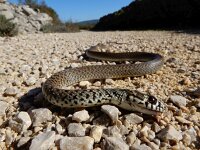 Hierophis gemonensis