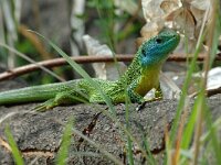Lacerta bilineata 10, Westelijke smaragdhagedis, male, Saxifraga-Jan van der Straaten