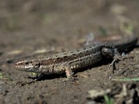Lacerta bilineata 15, Westelijke smaragdhagedis, Saxifraga-Edo van Uchelen
