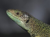 Lacerta bilineata 3, Westelijke smaragdhagedis, Saxifraga-Edo van Uchelen