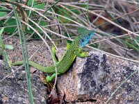 Lacerta bilineata 32, Westelijke Westelijke smaragdhagedis, Saxifraga-Hans Grotenhuis