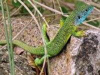 Lacerta bilineata 33, Westelijke Westelijke smaragdhagedis, Saxifraga-Hans Grotenhuis
