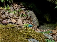 Lacerta schreiberi 6, adult male and female, Saxifraga-Theo Verstrael