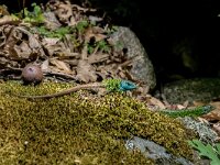 Lacerta schreiberi 8, adult male and female, Saxifraga-Theo Verstrael