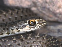 Malpolon monspessulanus 3, juvenile, Saxifraga-Edo van Uchelen