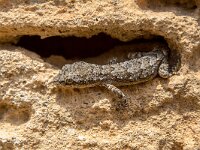 Mediodactylus kotschyi