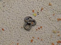 Natrix natrix 63, Ringslang, juvenile, Saxifraga-Hans Grotenhuis