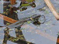 Natrix natrix 66, Ringslang, Saxifraga-Mark Zekhuis