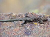 Podarcis guadarramae