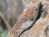 Podarcis guadarramae 3, Saxifraga-Tom Heijnen
