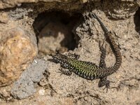 Dark common wall lizard  Italian common wall lizard (Podarcis muralis) dark version on a stone wall in Tuscany, Italy, April. : Murlo, Podarcis, Podarcis muralis, Sienna, animal, architecture, black, brown, building, camouflage, climbing, closeup, common, common wall lizard, dark, environment, europe, european, european wall lizard, fauna, green, habitat, herpetology, invasive species, lacerta, lacertidae, lizard, lizards, macro, muralis, natural, nature, outdoor, predator, reptile, reptiles, reptilian, rock lizard, scale, skin, small reptiles, spring, summer, tail, tuscany, viviparous, wall, wall lizard, wild