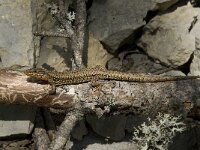 Podarcis muralis 60, Muurhagedis, Saxifraga-Willem van Kruijsbergen
