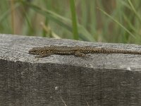 Podarcis muralis 75, Muurhagedis, Saxifraga-Willem van Kruijsbergen