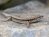 Podarcis muralis 94, Muurhagedis, Saxifraga-Henk Baptist