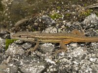 Psammodromus algirus 27, Algerijnse zandloper, Saxifraga-Willem van Kruijsbergen