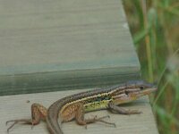 Psammodromus algirus 3, Algerijnse zandloper, Saxifraga-Jan van der Straaten