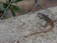 Psammodromus algirus 40, Algerijnse zandloper, adult male, Saxifraga-Theo Verstrael