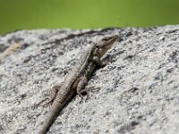 Psammodromus algirus 41, Algerijnse zandloper, adult female, Saxifraga-Theo Verstrael