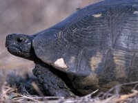 Testudo marginata 3, Saxifraga-Edo van Uchelen