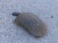 Testudo marginata 4, Saxifraga-Henk Baptist