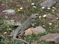 Timon lepidus, Ocellated Lizard