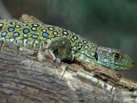 Timon lepidus 12, Parelhagedis, juvenile, Saxifraga-Edo van Uchelen
