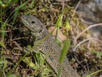 Timon lepidus 21, Parelhagedis, adult female, Saxifraga-Theo Verstrael