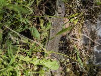 Timon lepidus 22, Parelhagedis, adult female, Saxifraga-Theo Verstrael