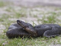 Vipera berus 31, Adder, Saxifraga-Mark Zekhuis