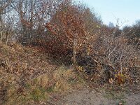 Vipera berus 96, Adder, habitat, Saxifraga-Hans Dekker