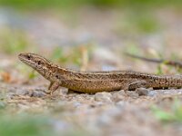 Viviparous lizard seen from side  Viviparous lizard (Zootoca vivipara) seen from side. Full length image.  Eurasian lizard. It lives farther north than any other reptile species, and most populations are viviparous (giving birth to live young). : China, animal, asia, body, brown, close, close-up, closeup, color, common, day, detail, environment, europe, european, fauna, france, germany, grass, image, italy, japan, lacertidae, lizard, macro, mountain, natural, nature, nobody, one, outdoors, outside, reptile, reptiles, russia, scaled, single, species, sweden, texture, uk, ukraine, vertebrate, vivipara, viviparous, wild, wildlife, wood, young, zootoca