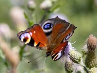 Aglais io 154, Dagpauwoog, Saxifraga-Bart Vastenhouw