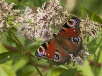 Aglais io 157, Dagpauwoog, Saxifraga-Jan van der Straaten