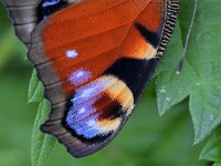 Aglais io 162, Dagpauwoog, Saxifraga-Tom Heijnen