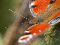 Aglais io 33, Dagpauwoog, Saxifraga-Rudmer Zwerver