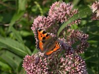 Aglais urticae 19, Kleine vos, Vlinderstichting-Kars Veling