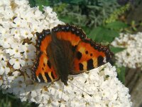 Aglais urticae 21, Kleine vos, Vlinderstichting-Henk Bosma