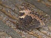 Aglais urticae #03090 : Aglais urticae, Kleine vos